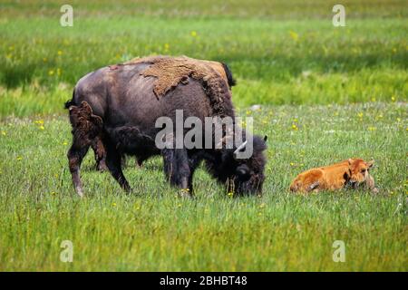 Weibliche Bisons grasen mit einem Kalb neben ihr, Yellowstone National Park, Wyoming, USA Stockfoto