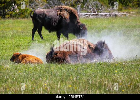 Weibliche Bison, die ein Staubbad mit einem Kalb in der Nähe, Yellowstone National Park, Wyoming, USA Stockfoto