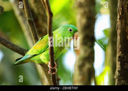 Orangengerinnensittich (Brotogeris jugularis) sitzt in einem Baum, Costa Rica Stockfoto