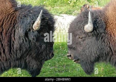 Nahansicht von zwei Bisons, die sich gegenseitig betrachten, Yellowstone National Park, Wyoming, USA Stockfoto