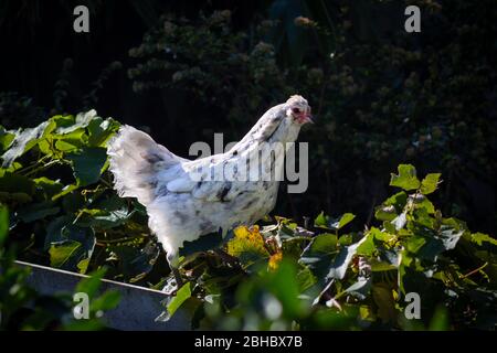 Freilandkreuze auf Zaun in australischen nachhaltigen Garten Hühner für Eier halten, Selbstversorgung zu Hause und Geld zu sparen Stockfoto