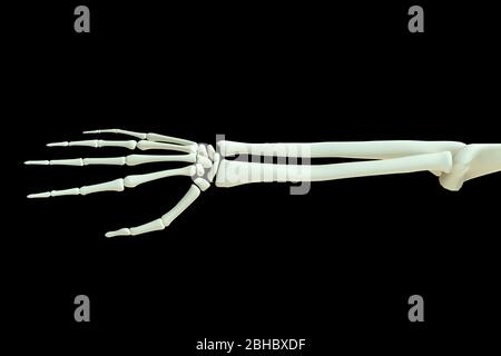 3D Render- menschliche Skelett Hand, Körper Knochen Gelenke auf schwarz isoliert Stockfoto