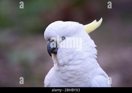 Nahaufnahme des sehr frechen Schwefel-Crested-Cockatoo Stockfoto