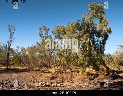 Paperbarks & Wattle am Adcock River, Mornington, Kimberley, Westaustralien Stockfoto