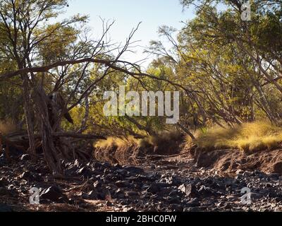 Papierbarken (Melaleauca sp.) Adcock River, Trockenzeit, Mornington, Kimberley, Westaustralien Stockfoto