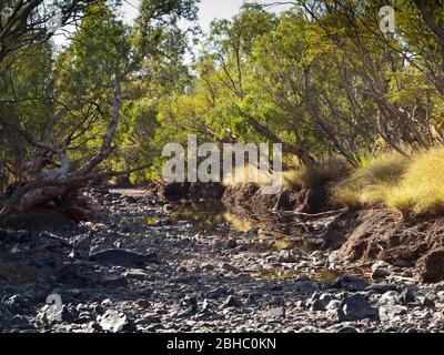 Trockensaison-Pool mit Papierbarken (Melaleucas sp.), Adcock River, Mornington, Kimberley, Western Australia Stockfoto