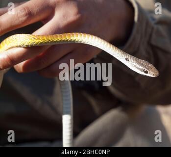 Grüne Baumschlange (Dendrelaphis punctulata) in goldener Form mit Zecke, Mornington, Kimberley, Western Australia Stockfoto