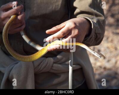 Grüne Baumschlange (Dendrelaphis punctulata) in goldener Form, Mornington, Kimberley, Westaustralien Stockfoto