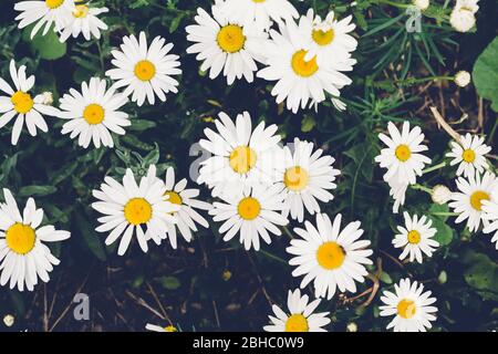 Schöne blühende Gänseblümchen Blumen. Kräftige Farben. Unscharfer natürlicher Hintergrund. Stockfoto