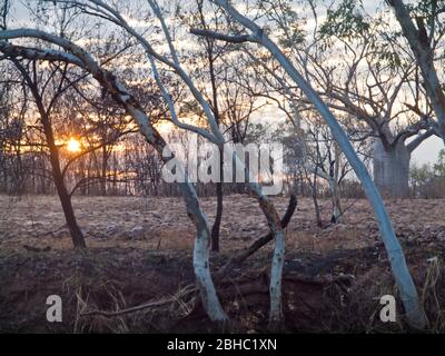 Sonnenaufgang über verbranntem Boden mit einem Boab (adansonia gregorii) im Hintergrund, Tablelands, Kimberley, Western Australia Stockfoto