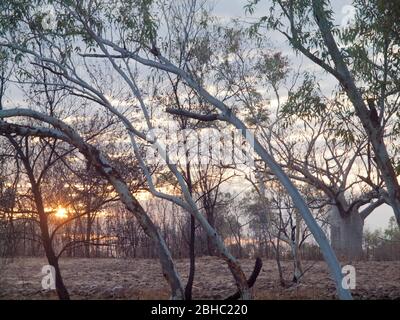 Sonnenaufgang über verbranntem Boden mit einem Boab (adansonia gregorii) im Hintergrund, Tablelands, Kimberley, Western Australia Stockfoto