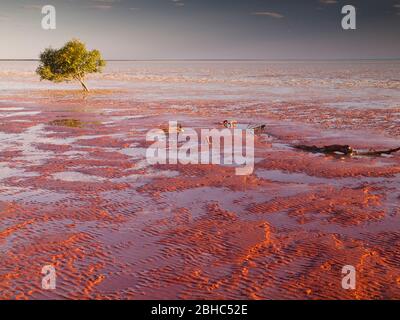 Einsame weiße Mangroven (Avicennia Marina) auf dem Wattenmeer von Roebuck Bay, Broome, Westaustralien. Stockfoto