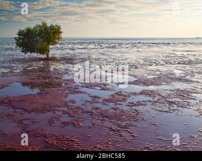 Einsame weiße Mangroven (Avicennia Marina) auf dem Wattenmeer von Roebuck Bay, Broome, Westaustralien. Stockfoto