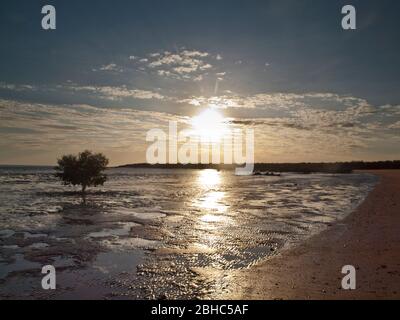 Einsame weiße Mangroven (Avicennia Marina) auf dem Wattenmeer der Roebuck Bay bei Sonnenuntergang, Broome, Western Australia. Stockfoto