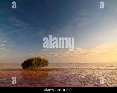 Einsame weiße Mangroven (Avicennia Marina) auf dem Wattenmeer von Roebuck Bay, Broome, Westaustralien. Stockfoto