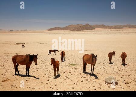 Wilde Pferde, Garub, Namib-Naukluft-Nationalpark, in der Nähe Aus, Südliches Namibia, Afrika Stockfoto