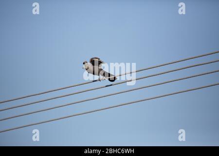 Geh weg, Vogel Stockfoto