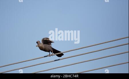 Geh weg, Vogel Stockfoto