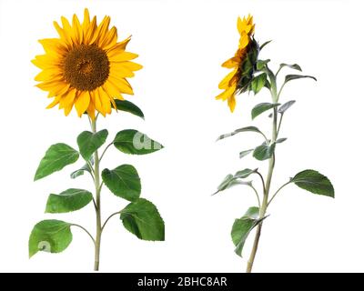 Zwei Sonnenblumen auf weißem Hintergrund isoliert Stockfoto