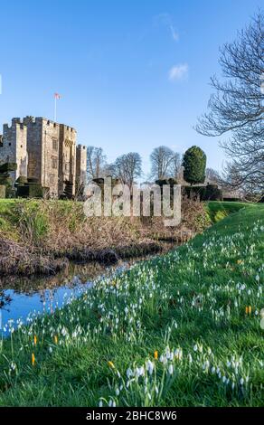 Schneeglöckchen im Hever Castle in Kent Stockfoto