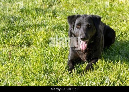 Black labrador Retriever Mix Alarm und bereit, auf einem Garten Rasen oder Park Einstellung zu spielen Stockfoto