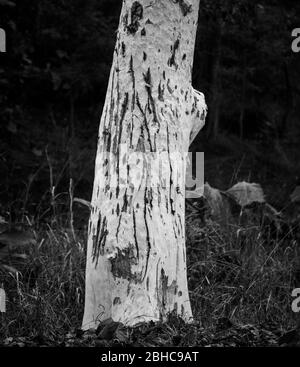 Tiger Kratzspuren auf Baum im Hochformat-Modus Stockfoto