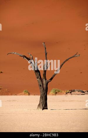 Toter Baum (vermutlich 900 Jahre alt) und Sanddünen bei Deadvlei, in der Nähe von Sossusvlei, Namib-Naukluft Nationalpark, Namibia, Afrika Stockfoto