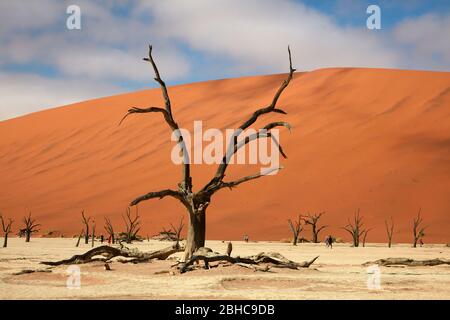Tote Bäume (vermutlich 900 Jahre alt) und Sanddünen bei Deadvlei, in der Nähe von Sossusvlei, Namib-Naukluft Nationalpark, Namibia, Afrika Stockfoto