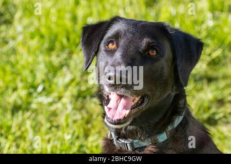 Black labrador Retriever Mix Alarm und bereit, auf einem Garten Rasen oder Park Einstellung zu spielen Stockfoto