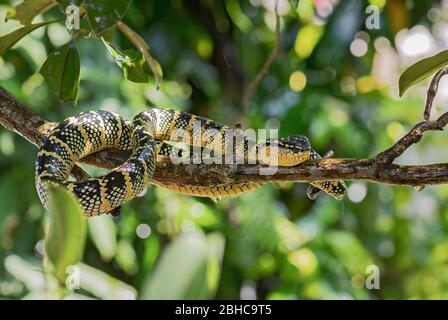 Wagler's Grubenviper - Tropidolaemus wagleri, schöne farbige Viper aus südostasiatischen Wäldern und Wäldern, Malaysia. Stockfoto