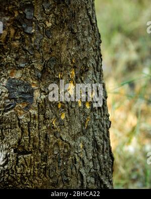 Tiger Kratzspuren auf Baum im Hochformat-Modus Stockfoto
