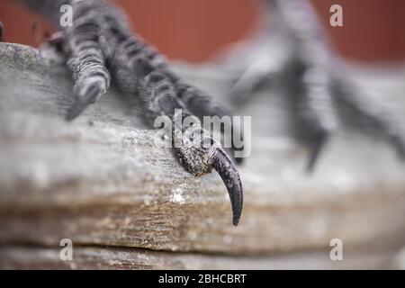 Krallen eines Haustier Hausraben Nahaufnahme. Stockfoto