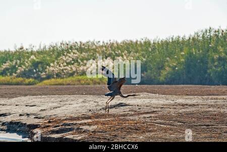 Purpurreiher ardea purpurea Wildvogel fliegt über Flussufer in Sumpfgebieten Stockfoto