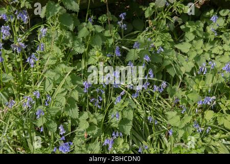 Spring Flowering Common English Bluebell Wilde Blume (Hyacinthoides non-scripta) wächst in einer grasbewachsenen Roadside Bank in Rural Devon, England, Großbritannien Stockfoto