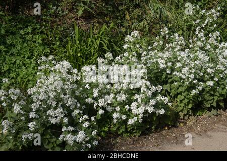 Frühling blühende Knoblauchsenf oder Jack-by-the-Hedge Wildblume (Alliaria petiolata) wächst auf einem Straßenrand Verge in Rural Devon, England, Großbritannien Stockfoto