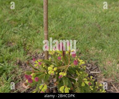 Leuchtend rosa Zapfen und Frühlingswachstum auf einem Zwerg Norwegische Fichte Baum (Picea abies 'Pusch') wächst in einem Land Cottage Garten in ländlichen Devon, England Stockfoto