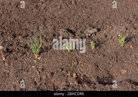 Quellen Triebe von selbst gezüchteten Bio-Schalotten (Allium cepa 'Longor') auf einer Zuteilung in einem Gemüsegarten in ländlichen Devon, England, Großbritannien Stockfoto