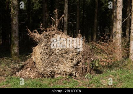 Entwurzelte Evergreen Douglas-Tannenbaum (Pseudotsuga menziesii) in einem Wald im ländlichen Devon, England, Großbritannien Stockfoto