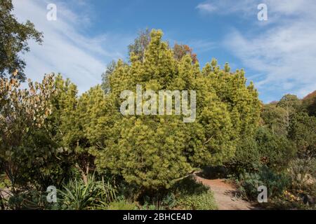 Zwergkiefer (Pinus mugo 'Winter Gold') in einem Garten im ländlichen Devon, England, Großbritannien Stockfoto