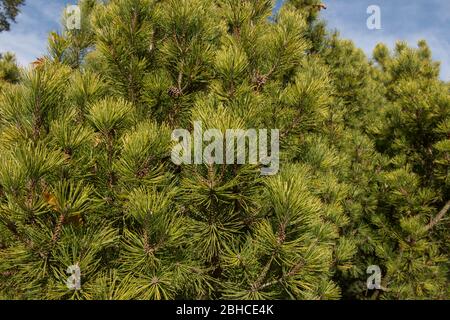 Zwergkiefer (Pinus mugo 'Winter Gold') in einem Garten im ländlichen Devon, England, Großbritannien Stockfoto