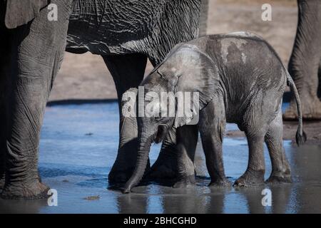 Afrikanischer Elefant, Loxodonta africana, Hwange Nationalpark, Matabeleland North Province, Simbabwe Stockfoto