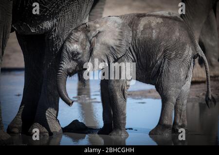 Afrikanischer Elefant, Loxodonta africana, Hwange Nationalpark, Matabeleland North Province, Simbabwe