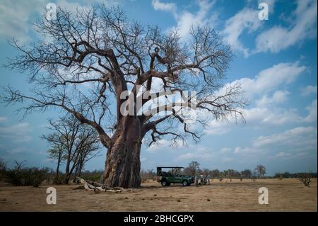 Ein Baobab Baum, Adansonia digitata, macht Schatten für die Teepause auf Wildfahrt auf Safari in Chikwenya, Safari Konzession, Mana Pools, Simbabwe. Stockfoto