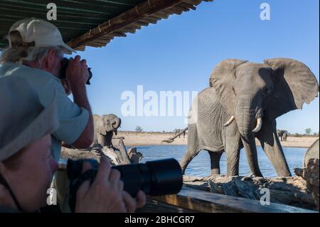 Im Hwange National Park, Matabeleland North, Simbabwe, kommen Fotografen dem afrikanischen Elefanten Loxodonta africana aus einem Fotoversteg nahe Stockfoto