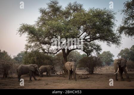 Ana Trees, Faidherbia albida, auf der Zambezi-Aue, Mana Pools National Park, Mashonaland West, Simbabwe, sind ein Favorit für afrikanische Elefanten Stockfoto