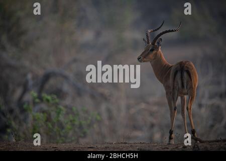 Ana Bäume, Faidherbia albida, auf der Zambezi Aue des Mana Pools National Park, Mashonaland West Province, Simbabwe, bieten Lebensraum für Impala. Stockfoto