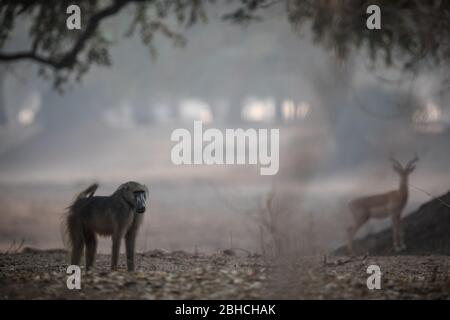 Ana-Bäume, Faidherbia albida, auf der Zambezi-Aue, Mana-Pools, Mashonaland West, Simbabwe, bieten Lebensraum für Impala und Chacma Pavian. Stockfoto