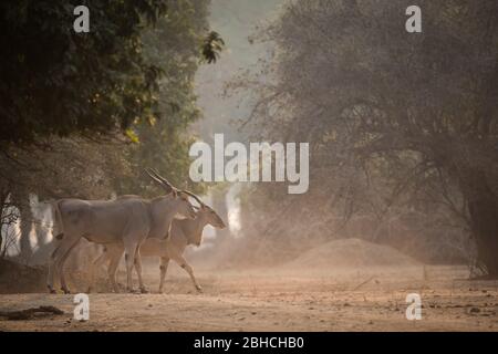 Ana Bäume, Faidherbia albida, auf der Zambezi Aue des Mana Pools National Park, Mashonaland West, Simbabwe, bieten Lebensraum für gemeinsame Eland Stockfoto
