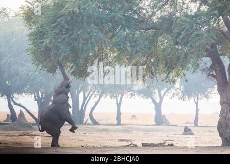 Ana Trees, Faidherbia albida, auf der Zambezi-Aue, Mana Pools National Park, Mashonaland West, Simbabwe, sind ein Favorit für afrikanische Elefanten Stockfoto