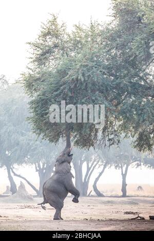 Ana Trees, Faidherbia albida, auf der Zambezi-Aue, Mana Pools National Park, Mashonaland West, Simbabwe, sind ein Favorit für afrikanische Elefanten Stockfoto